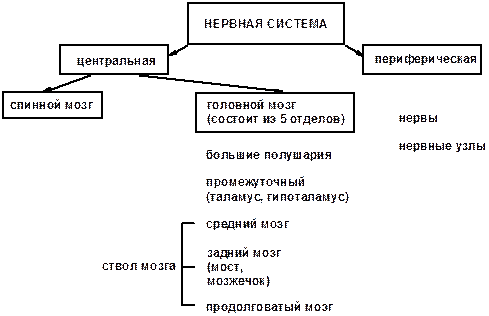 Реферат: Организм и среда