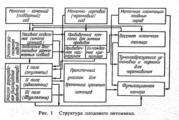 Курсовая работа по теме Проект закладки и эксплуатации виноградных насаждений