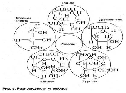 Реферат: Здоровый образ жизни основа долголетия -