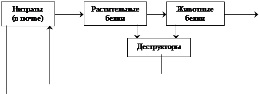 Реферат: Круговорот веществ в природе - BestReferat.ru