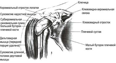 Строение мышц туловища, мышцы верхней конечности.