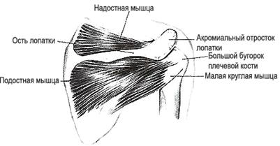 Строение мышц туловища, мышцы верхней конечности.