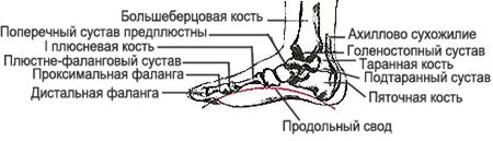 Строение мышц туловища, мышцы верхней конечности.