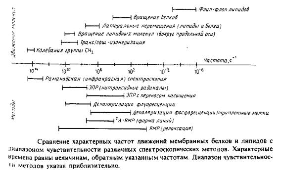 Реферат: Динамика биологических мембран. Подвижность белков и липидов