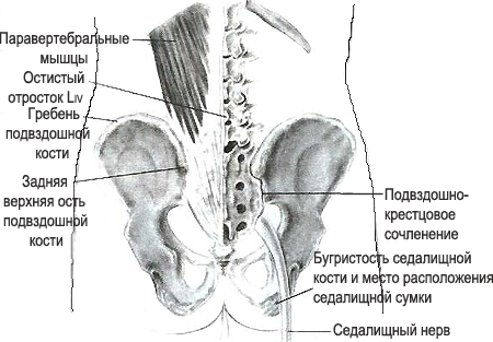 Строение мышц туловища, мышцы верхней конечности.