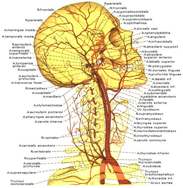 Реферат: Артерии головы и шеи. Артериальные анастомоза