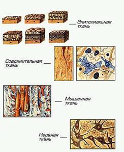 Реферат: Минеральный состав организма