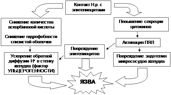 Язва желудка диагностика реферат