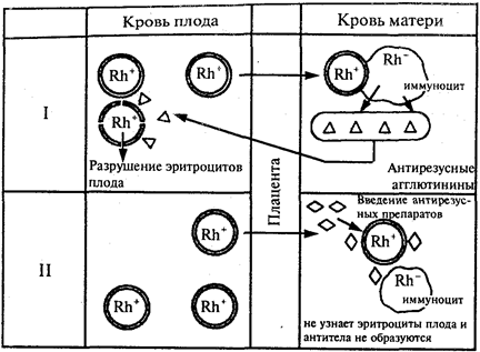 Реферат: Вены и микрососуды подслизистого слоя стенки некоторых трубчатых внутренних органов