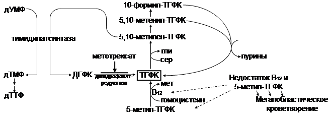 Реферат По Физкультуре Анемия